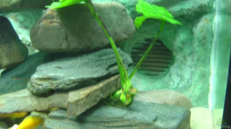 Unten rechts ist der Filtereinlauf von Dennis Kremer (11)