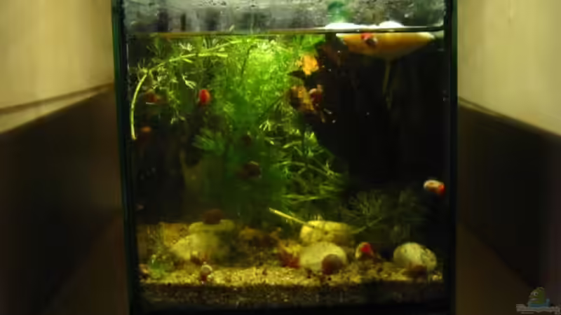 Unten rechts (rosa Posthornschnecken) von Christina Studt (5)