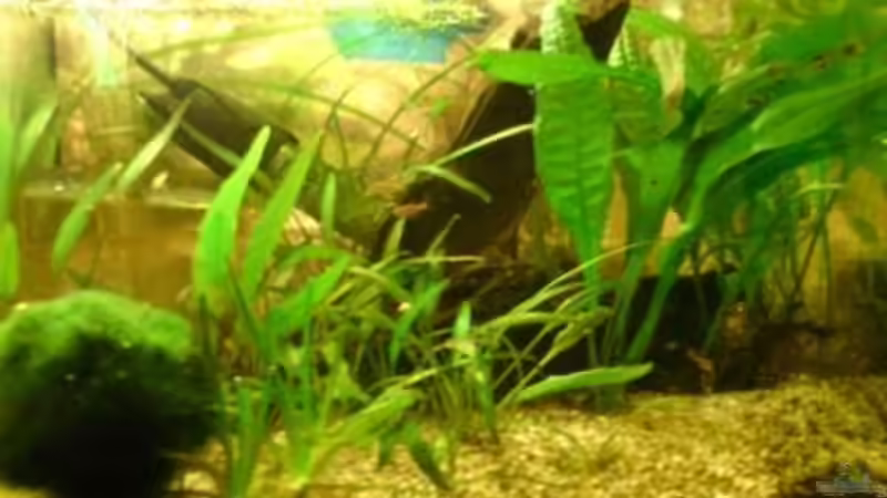 unten rechts von Fischers Fritz (5)