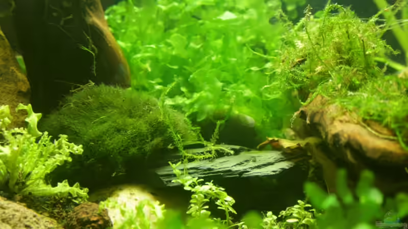 unter dem Baum von SouthAmerica (44)