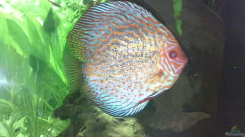 Unter dem Holz von Sylvia Hoffmann (23)