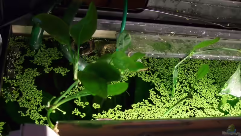 unter der Abdeckung von Udo Müller (10)