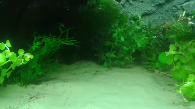 unter der Wurzel, 26. Februar von Deoroller (30)