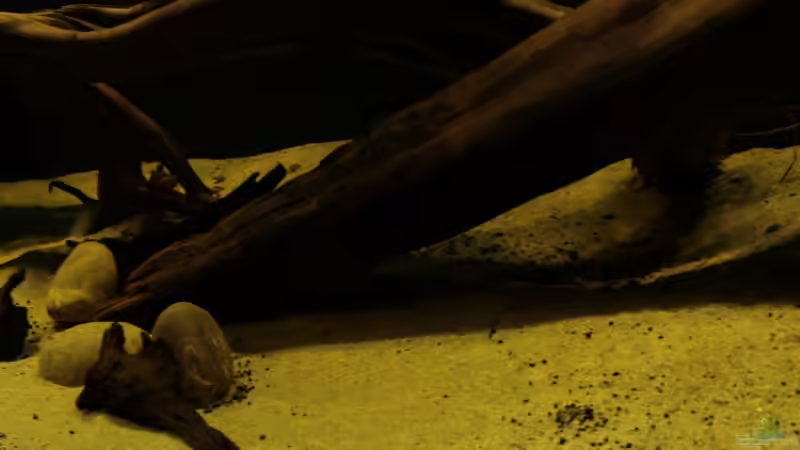 unter der Wurzel hatten die Proximus ihre Jungen von die Perle... (12)