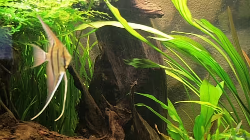 Unter der Wurzel schöne Verstecke für die Welse von Grobi (14)