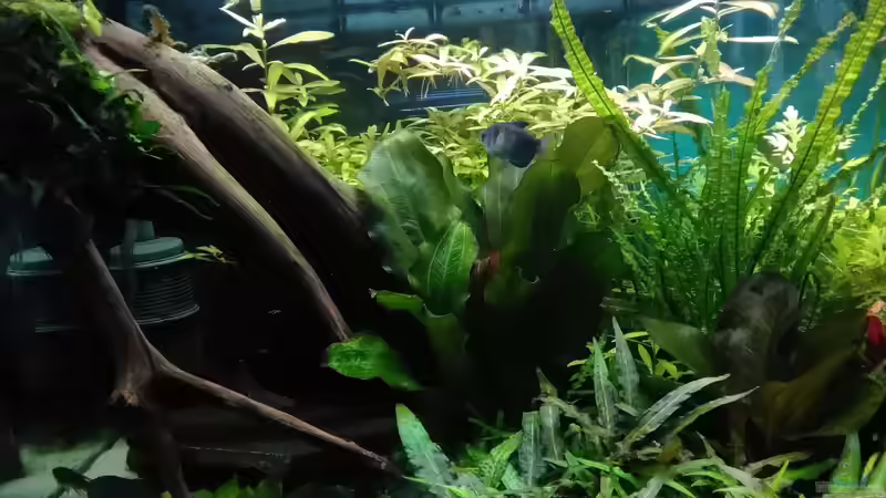 unter der Wurzel sind 5 Schmerlenhöhlen von Grünhexe (47)