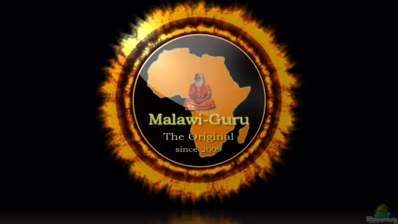 Unter diesem Logo die Bilder zu den Astatotilapia von Florian Bandhauer (84)