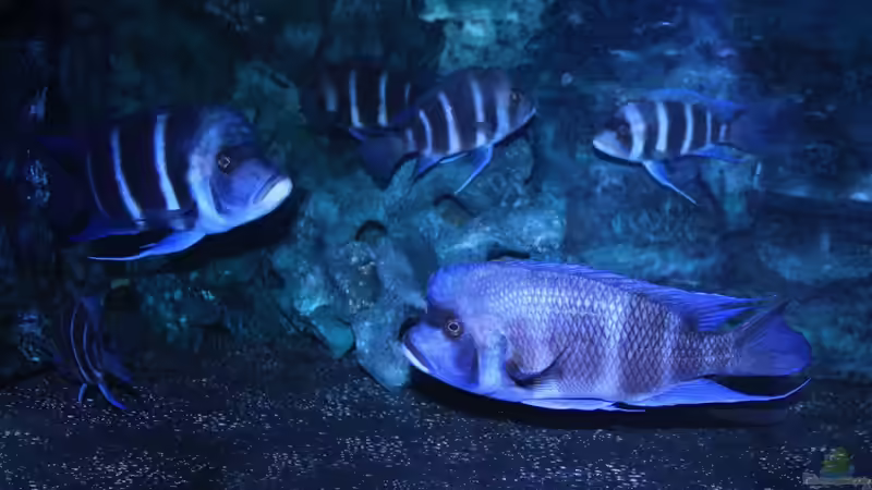 Unter Mondlicht von Hanno K (16)