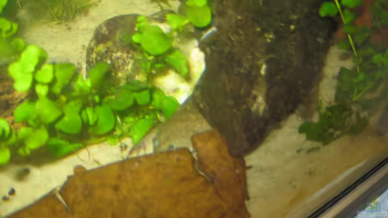 Unter Wurzeln und Seemandelbaumblättern kann man sich wunderbar verstecken. von Jenny (13)