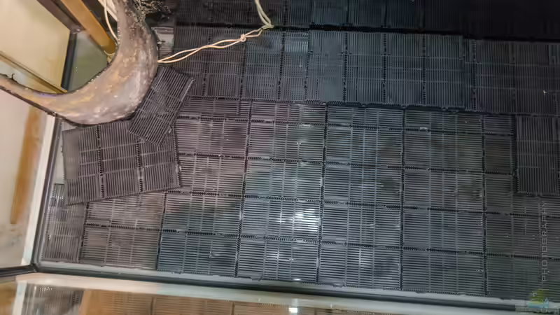 Unterboden Filter in den die Eheim Xperience 250 rein pumpt und somit den Boden von von Betta Chris (3)