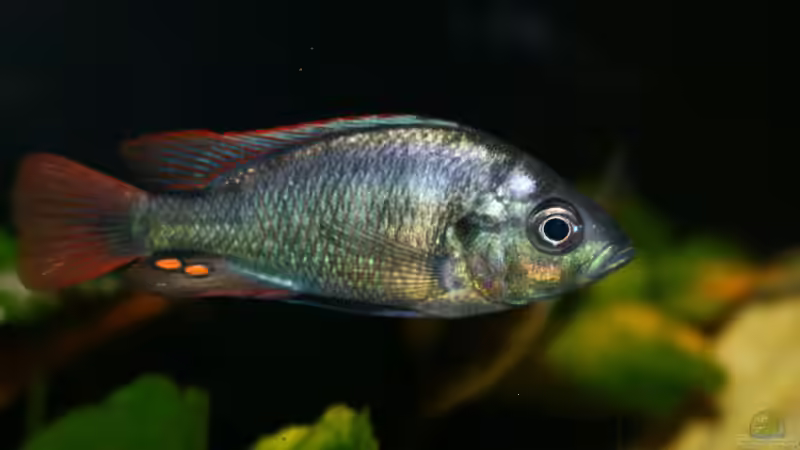 unterdrücktes Männchen von tonisafricancichlids (20)