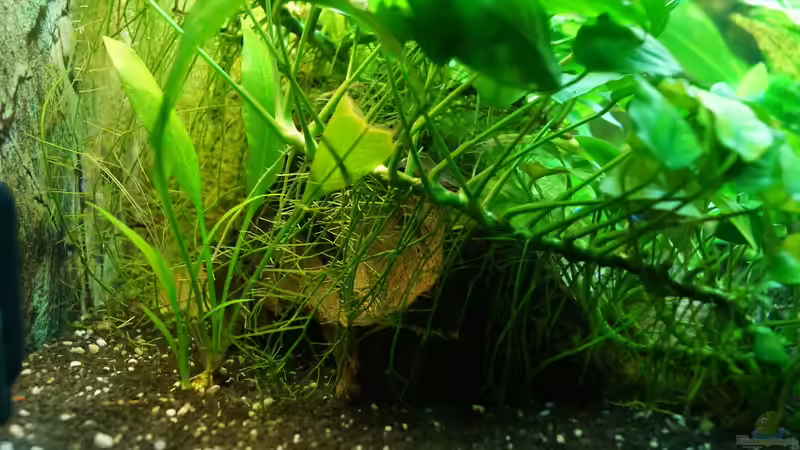 untere Beckenregion- Mangrovenwurzel von Guido Seifert (4)