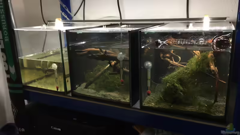 Untere Beckenreihe von Danny (7)