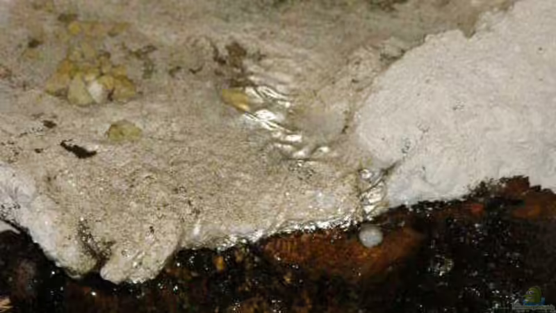 Unterer Bachlauf von SeLo (16)