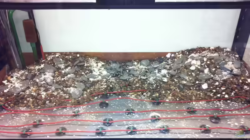 Untergrund von OrangeBuschfisch (4)