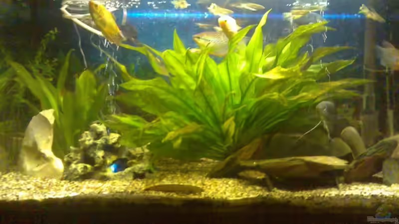 Unterhaltsam.... von Thomas Müller (1)