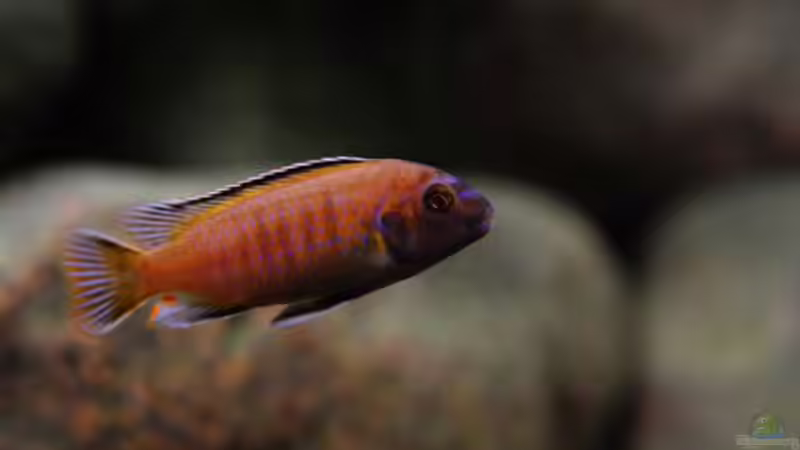 Unterlegener Saulosi Bock (zweites Foto) von Beni (30)