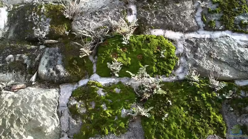 Unterscheidung: Lebermoose, Laubmoose und Hornmoose