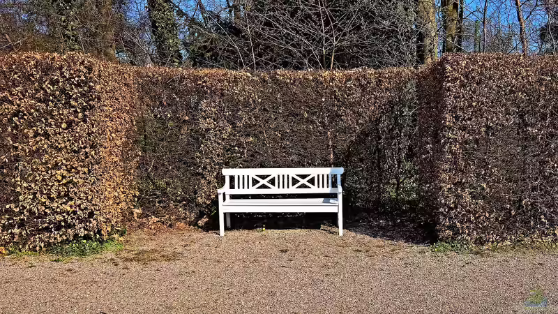 Unterschied zwischen Hainbuche und Buchenhecke: Der umfassende Gartenratgeber