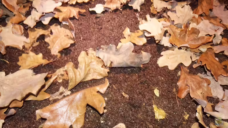 Unterschiedliche Bodensubstrate im Terrarium: Auswahl, Pflege und Einsatzmöglichkeiten