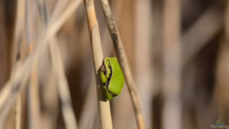 Unterschiedliche Laubfrösche aus der ganzen Welt: Ein umfassender Leitfaden für Terrarienliebhaber