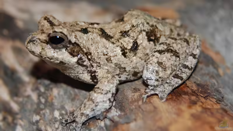 Unterschiedliche Laubfrösche aus der ganzen Welt: Ein umfassender Leitfaden für Terrarienliebhaber