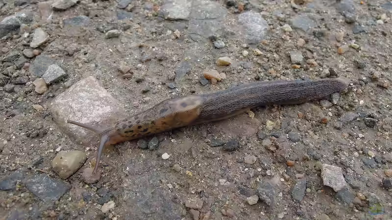 Unterschiedliche Nacktschneckenarten im Garten - ein umfassender Überblick