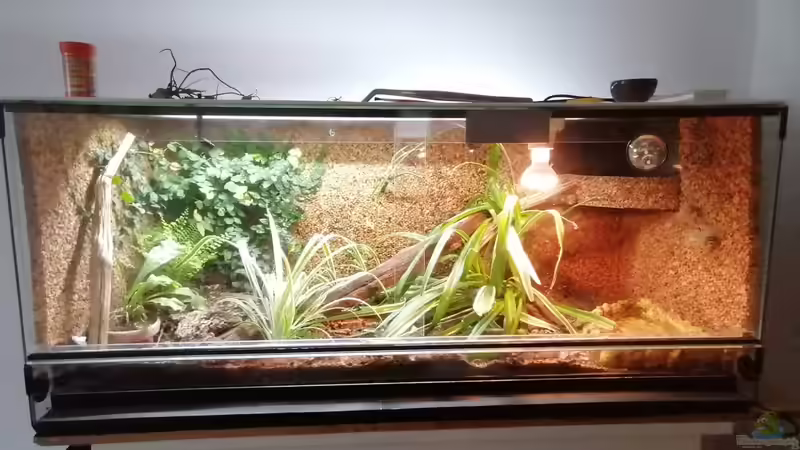 Unterschiedliche Temperaturzonen im Terrarium