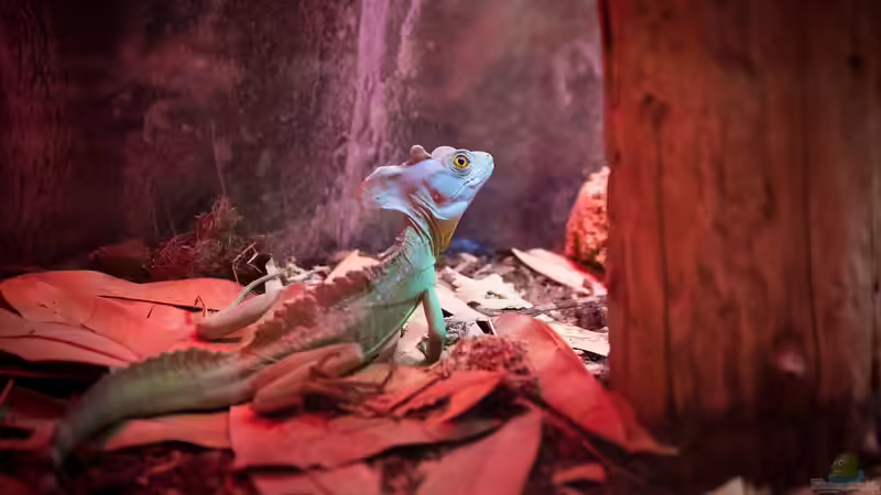 Unterschiedliche Temperaturzonen im Terrarium