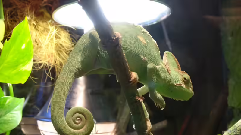 Unterschiedliche Temperaturzonen im Terrarium