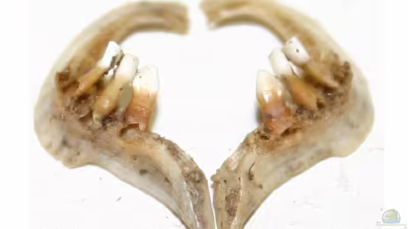 Unterschiedliche Zähne bei Fischen - Formen, Funktionen und faszinierende Anpassungen