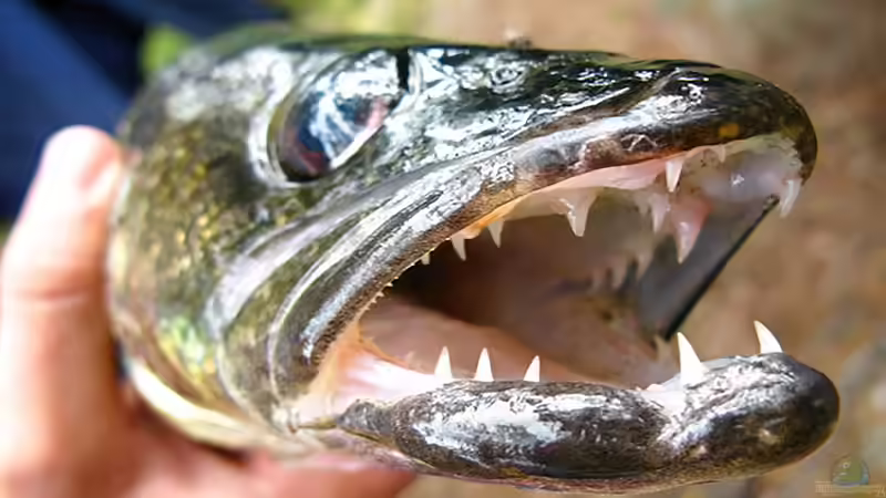 Unterschiedliche Zähne bei Fischen - Formen, Funktionen und faszinierende Anpassungen