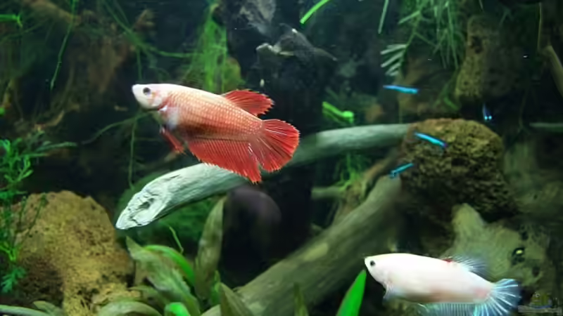 Unterschiedlicher können Schwestern nicht sein ;-) von Denise83 (27)