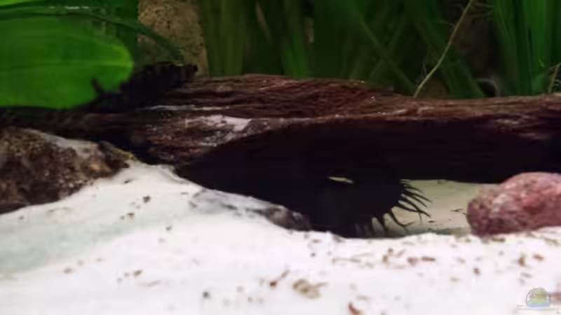 Unterschlupf für Antennenwels von Andy Weiss (20)