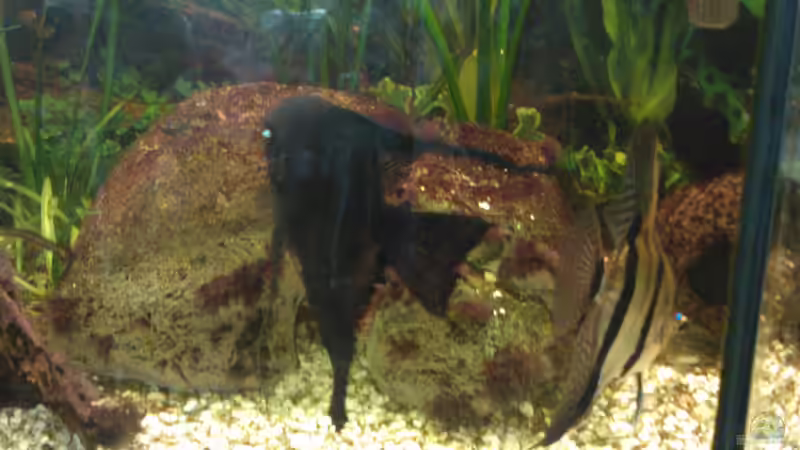 Unterschlupf für den Fadenfisch und die Panzerwelse von mischling12 (9)