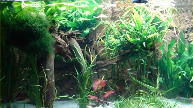 Unterstand Januar 2007 von Thomas Graf (20)