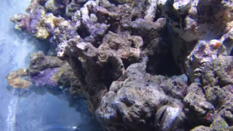 Unterwasser Aufnahme von water13 (16)