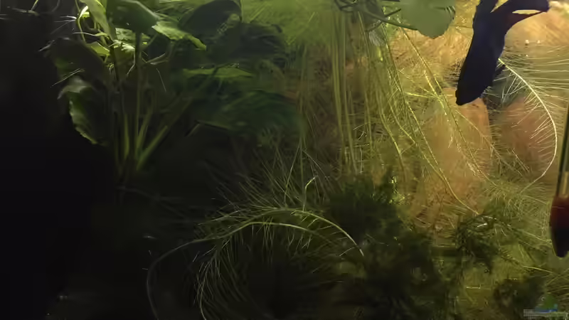 Unterwasserdschungel von Danny (4)