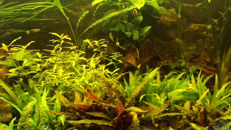 Unterwasserdschungel von FrankenTho (3)