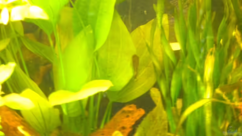 Unterwasserdschungel von Michel (7)