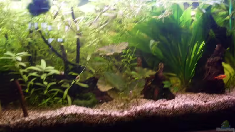 Unterwasserfreuden von lichterschein (1)