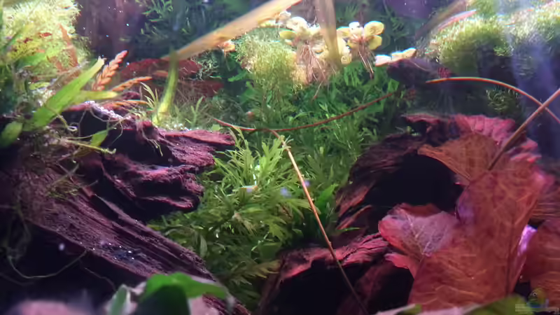 Unterwassergarten von Harald Kästner (15)