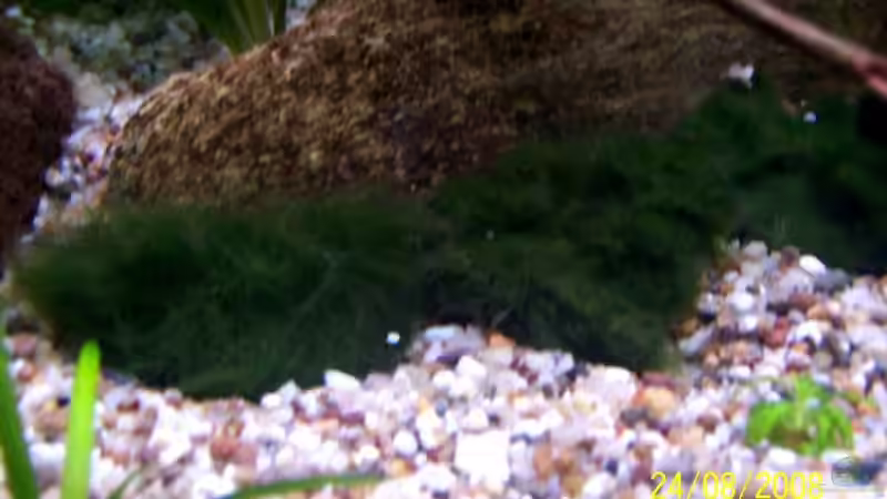 Unterwassergras ( bisschen zu dunkel )mit Pogostemon helferi von Thomas Schmidt (10)