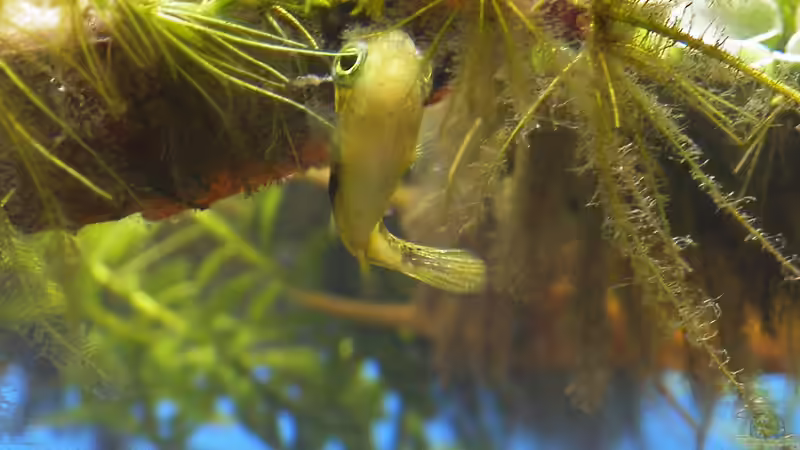Unterwasserhubschrauber - drollige Erbsenkugelfische