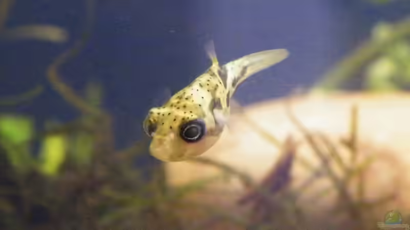 Unterwasserhubschrauber - drollige Erbsenkugelfische