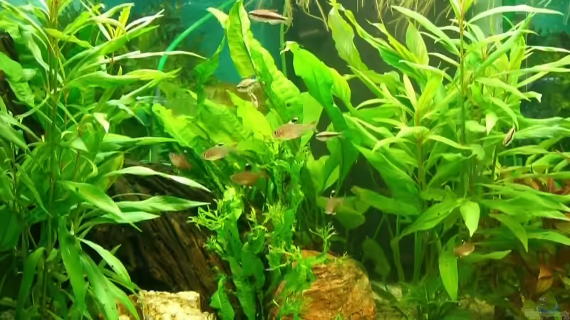 Unterwasserjungel von KaSa (3)