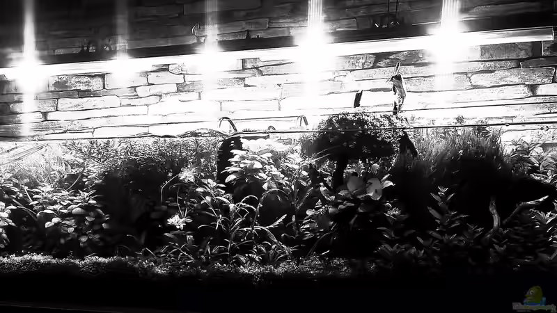 unterwasserkulter S/W von El Hein (1)