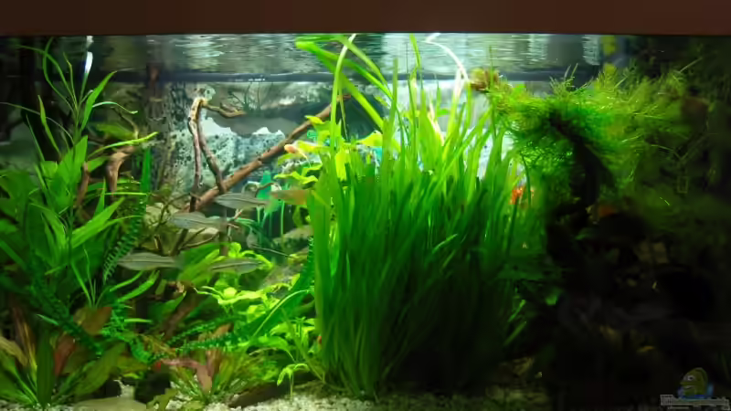 Unterwasserlandschaft 02.03.08 von Aquarienfreund44 (1)