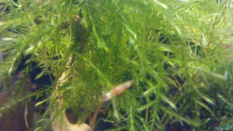 Unterwasserpalme 16.09.2010 von manala (7)