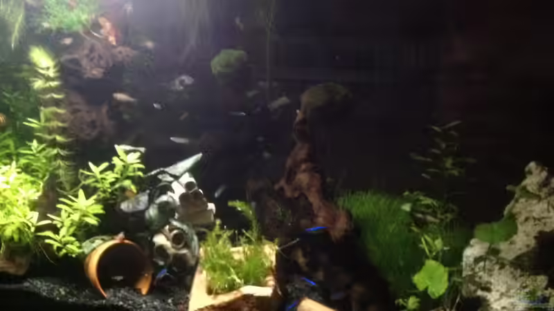 Unterwasserwelt (ich brauche dringend eine gute Kamera) von Ditti (8)